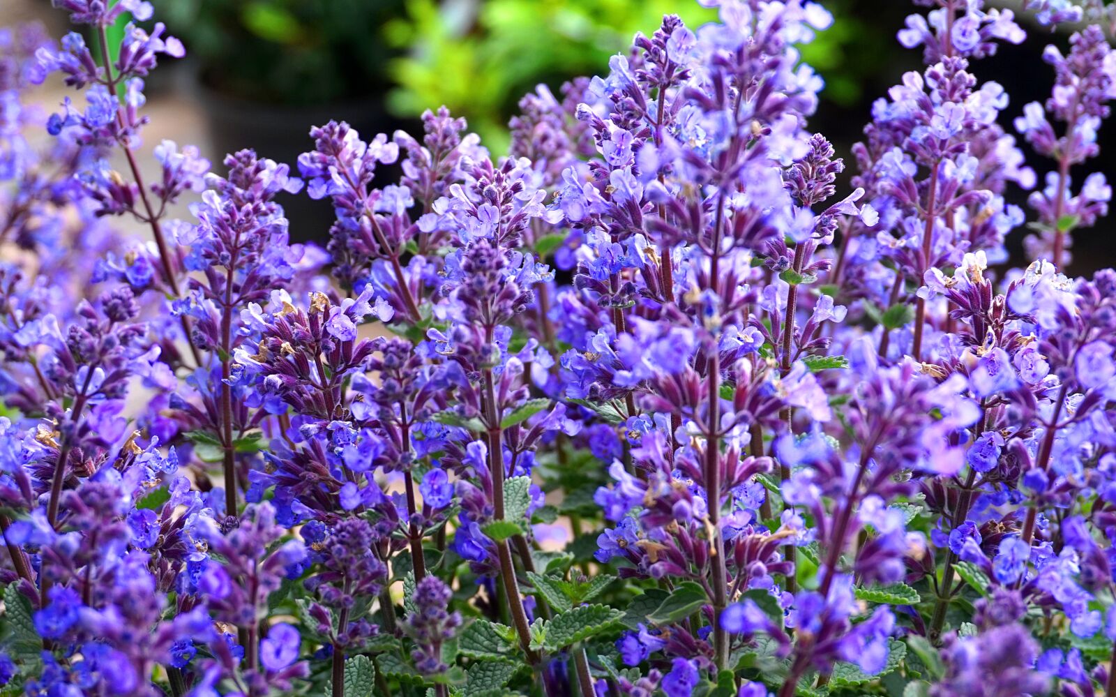 Sony Alpha a5000 (ILCE 5000) sample photo. Sage, blue, blossom photography