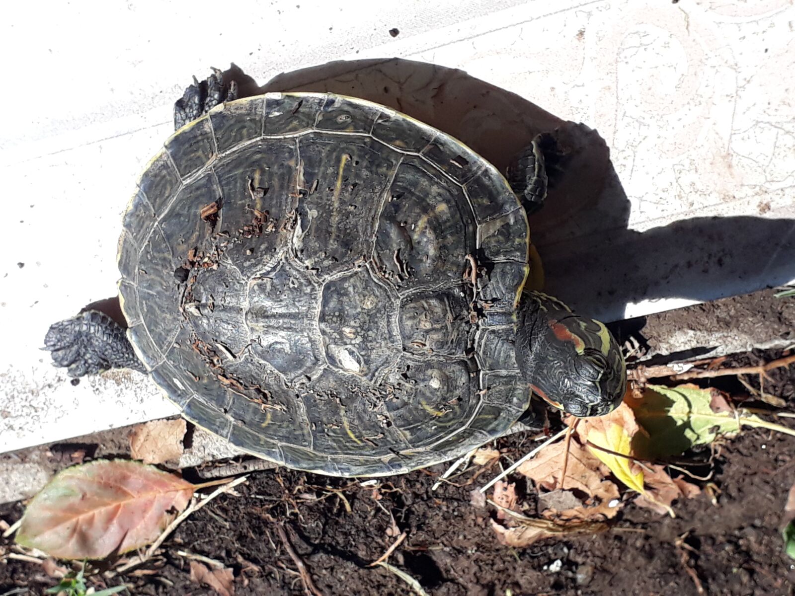 Samsung Galaxy J7 Prime sample photo. Animal, reptil, tortuga photography