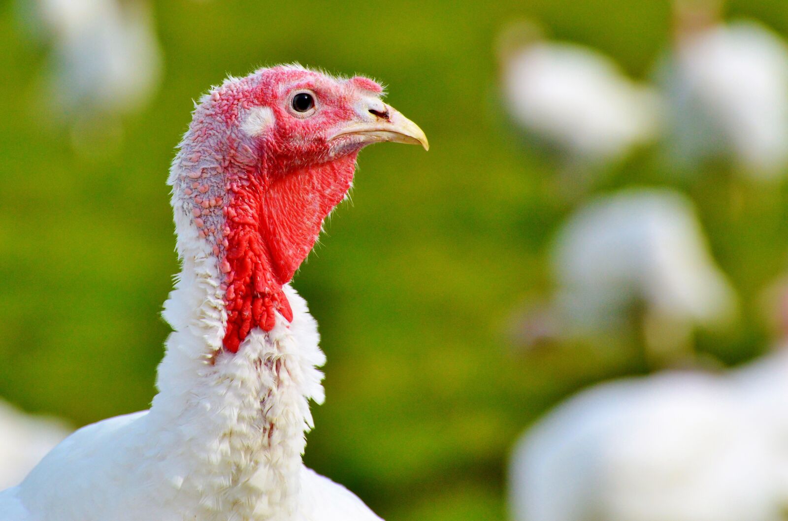 Nikon D3200 sample photo. Turkeys, birds, plumage photography
