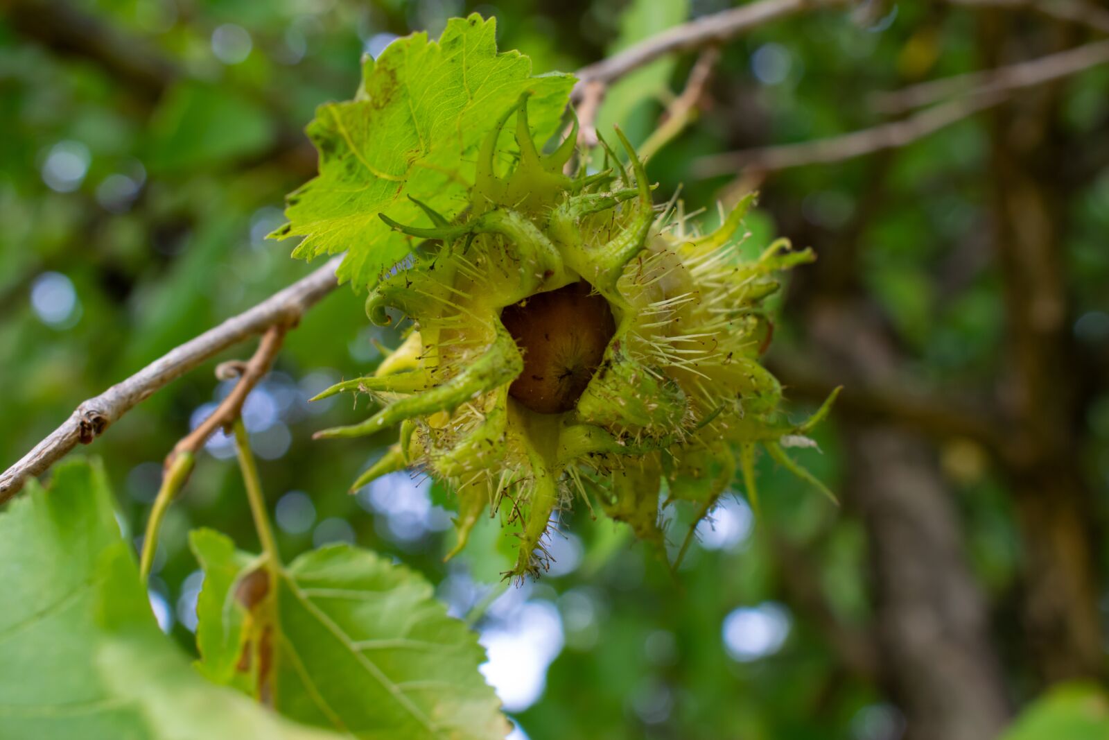 Nikon D5300 sample photo. Hazelnut, hazelnut tree, nut photography
