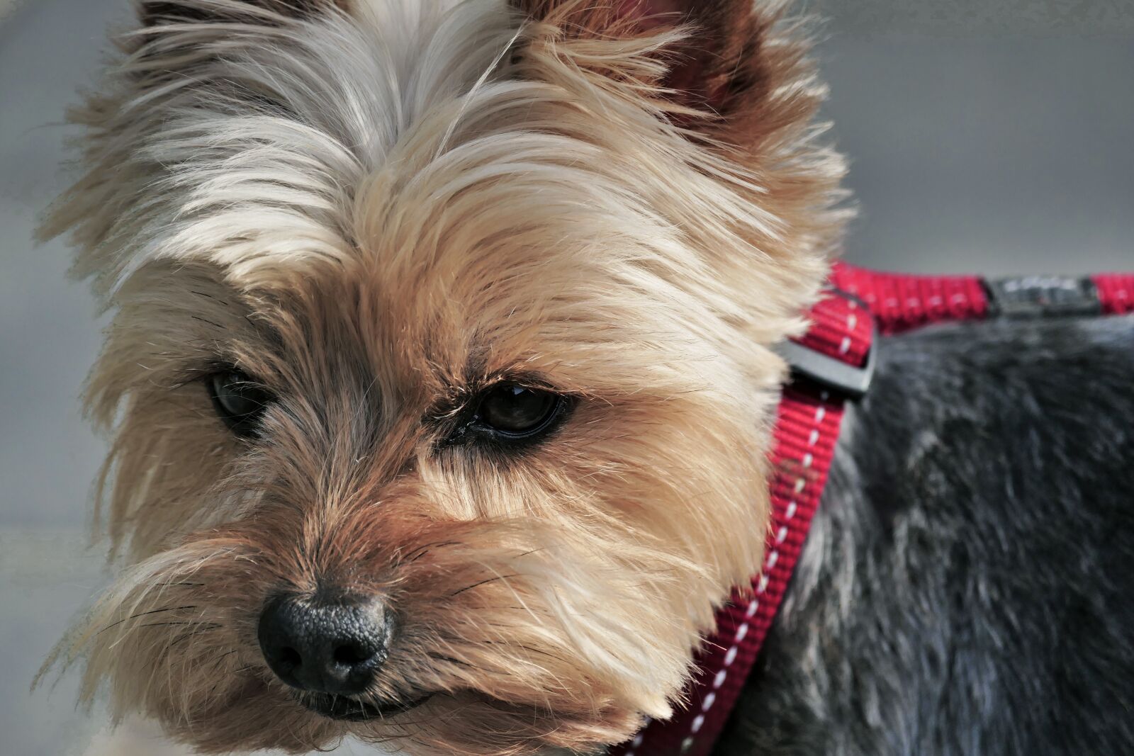 Panasonic Lumix DMC-FZ1000 sample photo. Brown dog, dog, pure-breed photography