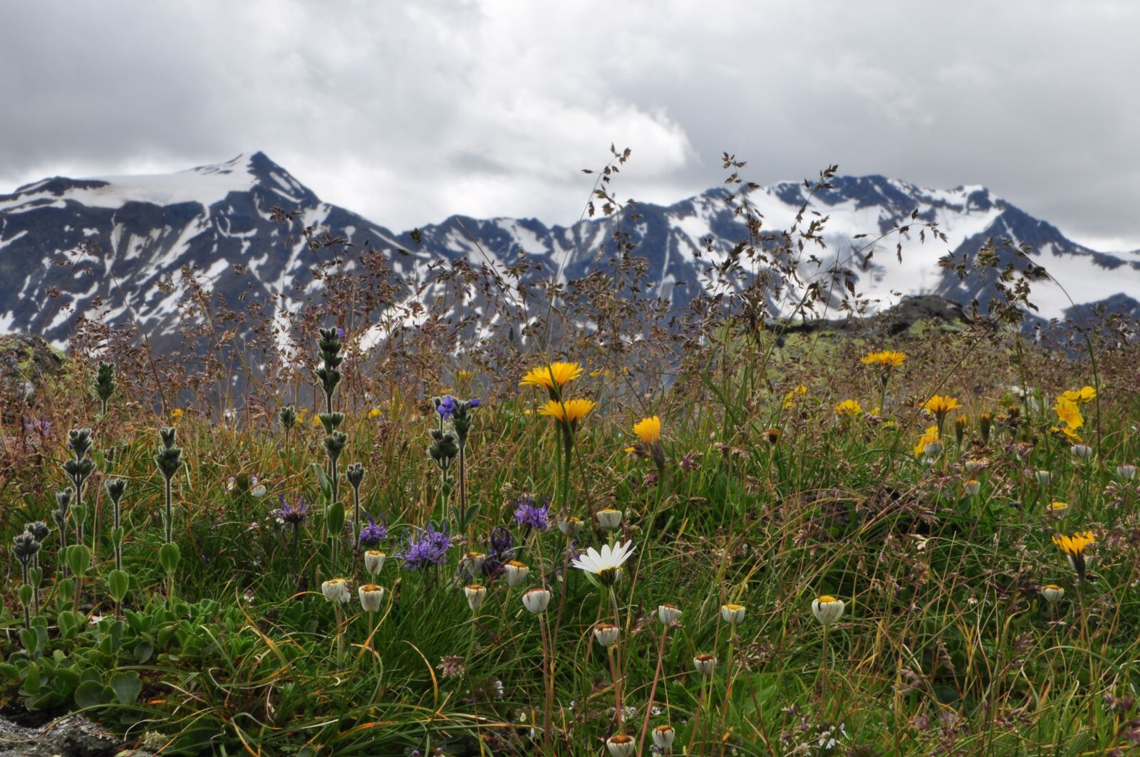 Nikon D90 sample photo. Mountain meadow, flowers, mountains photography