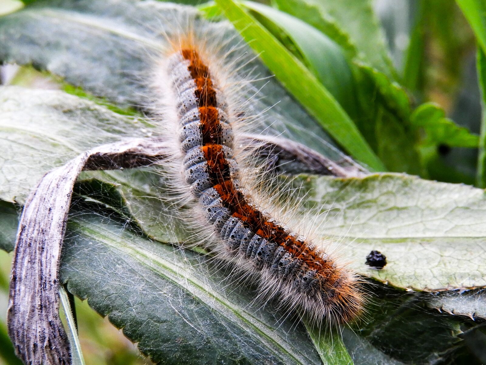 Nikon Coolpix B700 sample photo. Worm, beautiful, nature photography