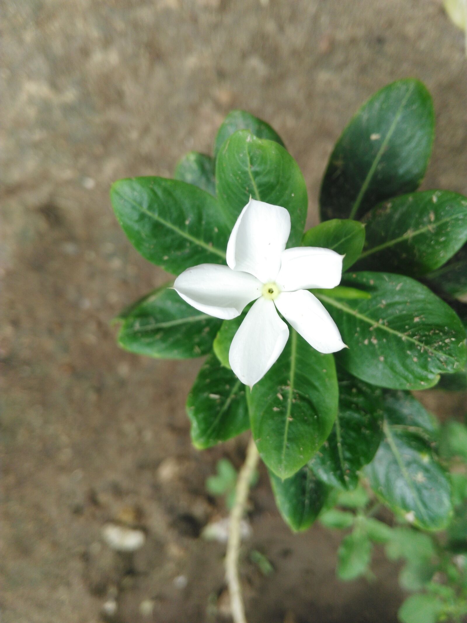 HUAWEI Che1-L04 sample photo. White, nithiyakalyani, flower photography