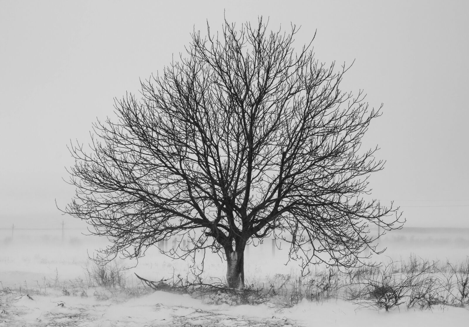 Canon EOS 77D (EOS 9000D / EOS 770D) sample photo. Tree, snow, black and photography