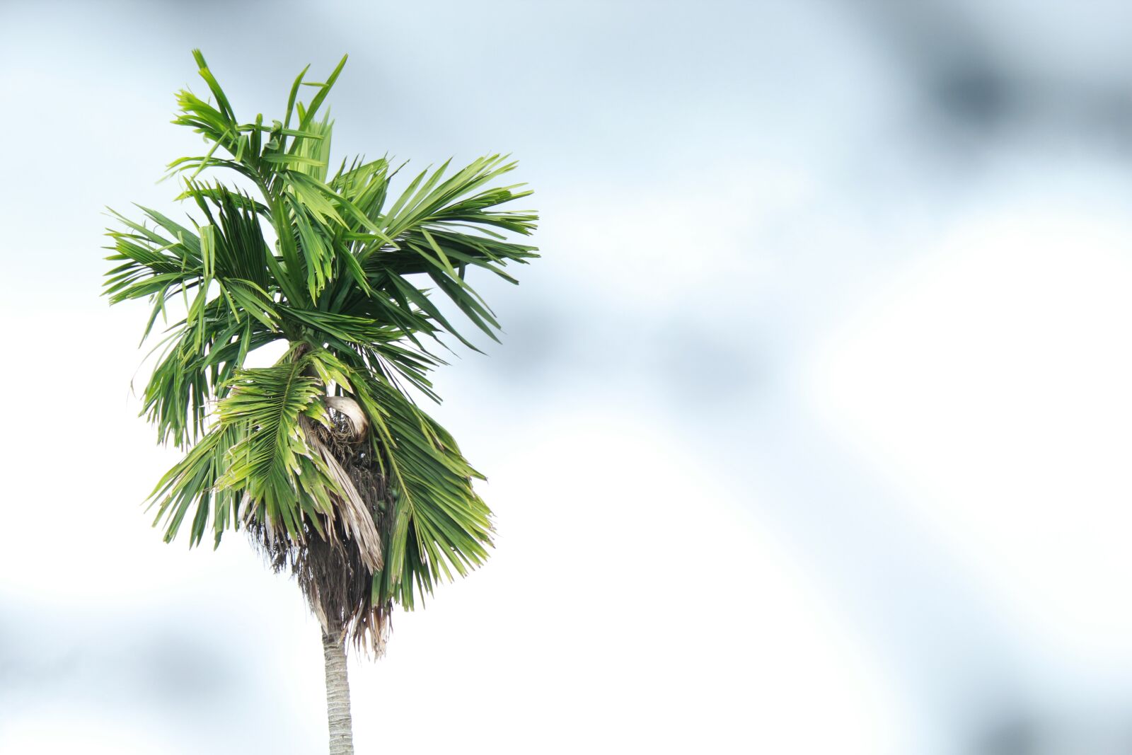 Canon EOS 1300D (EOS Rebel T6 / EOS Kiss X80) sample photo. Palm tree, sky, palm photography