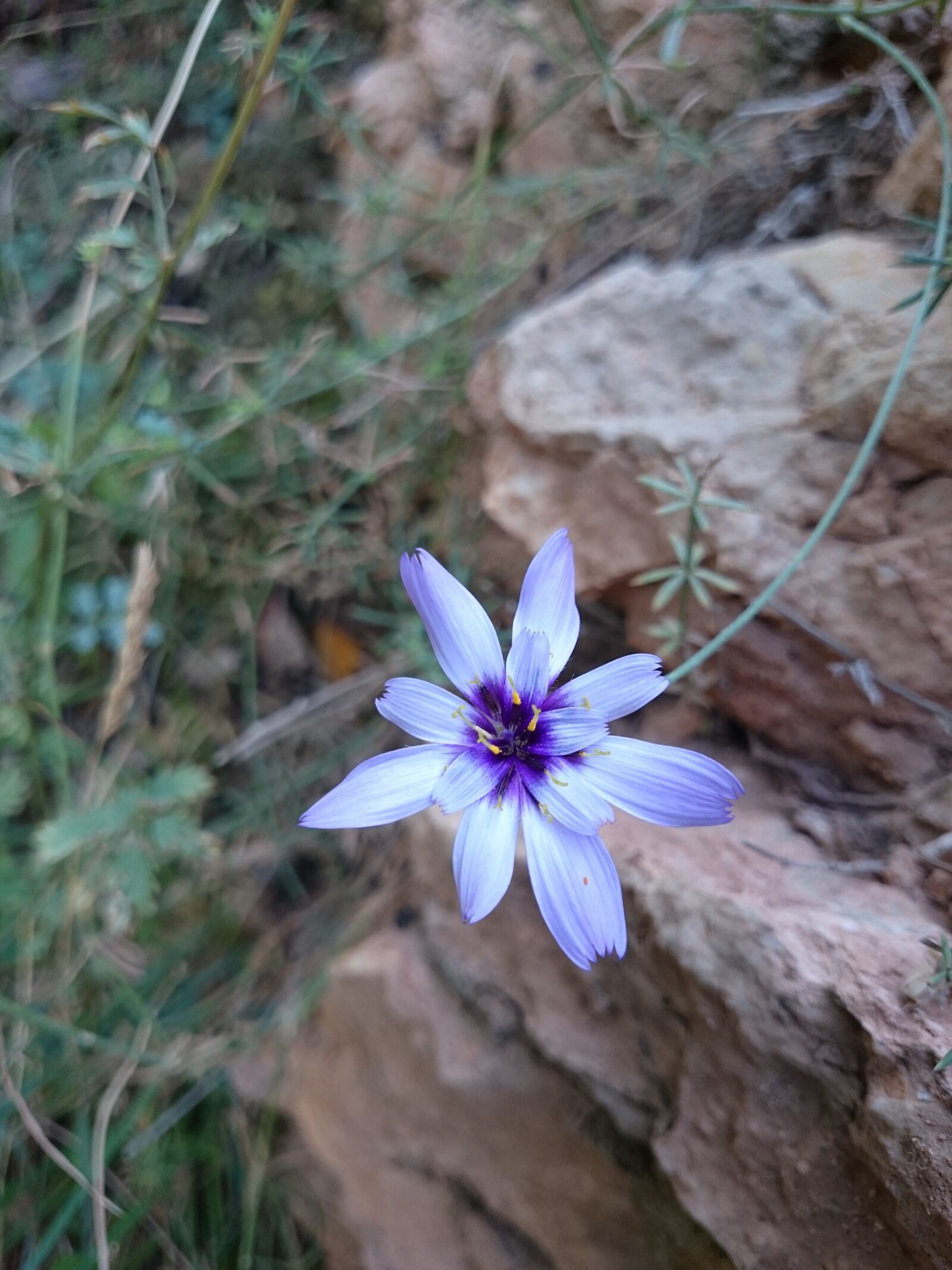 Sony Xperia Z2 sample photo. Flower, violin, nature photography