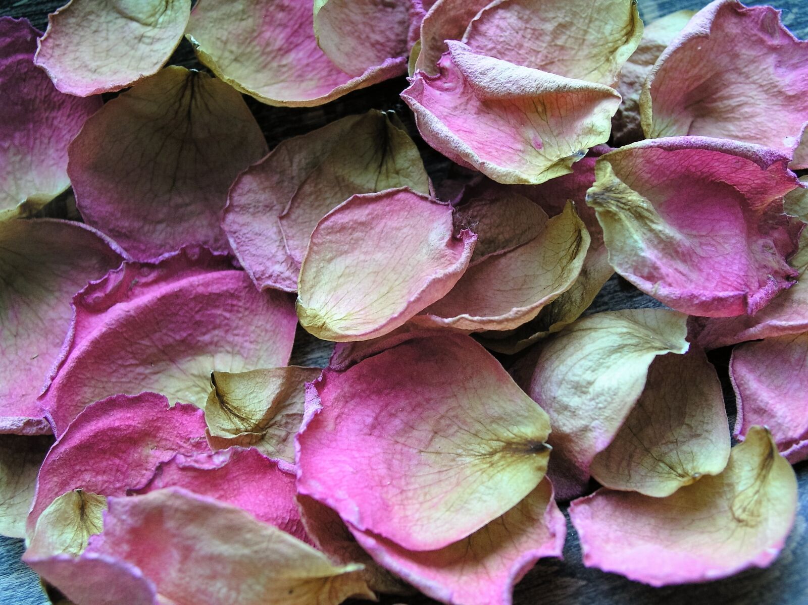 Olympus C5050Z sample photo. Petals, background, flower photography