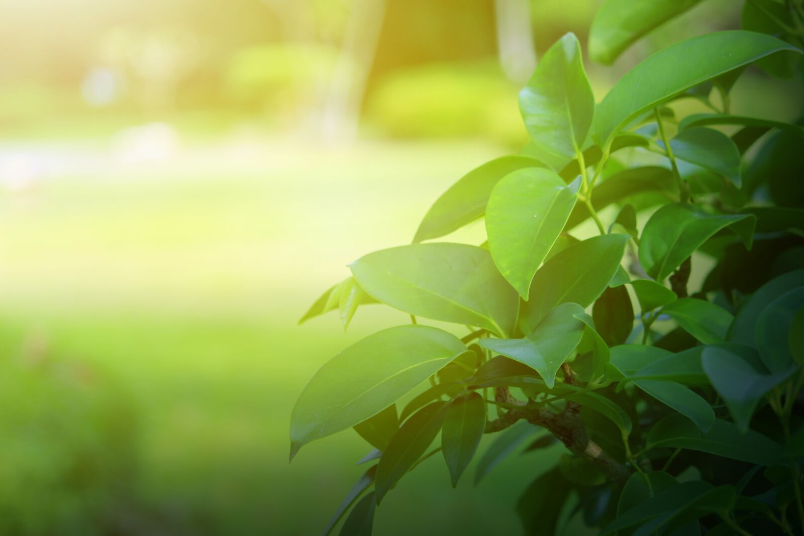 Canon EF-S 55-250mm F4-5.6 IS STM sample photo. Background, green, leaves photography