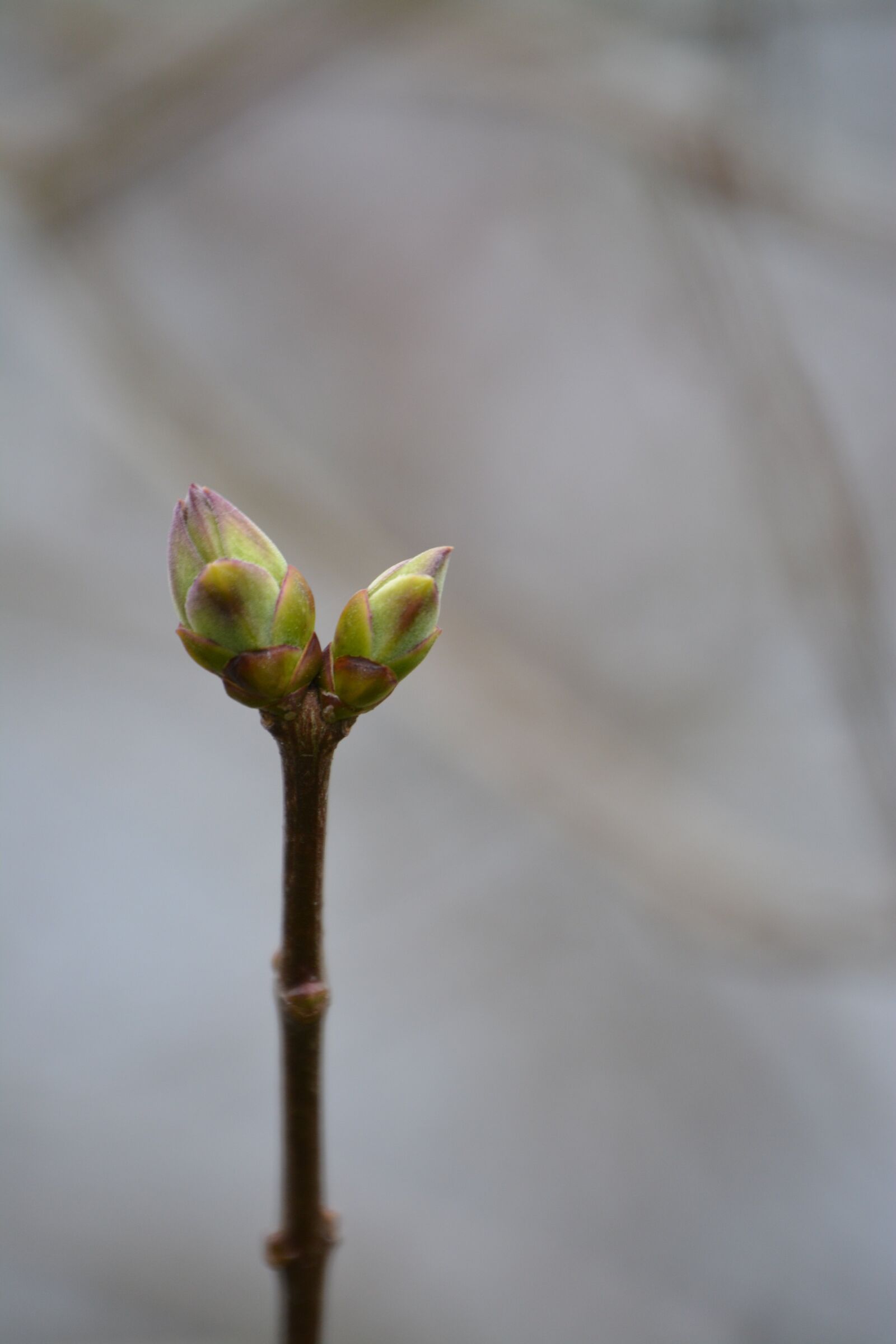 Nikon D5200 sample photo. Bud, tree, spring photography