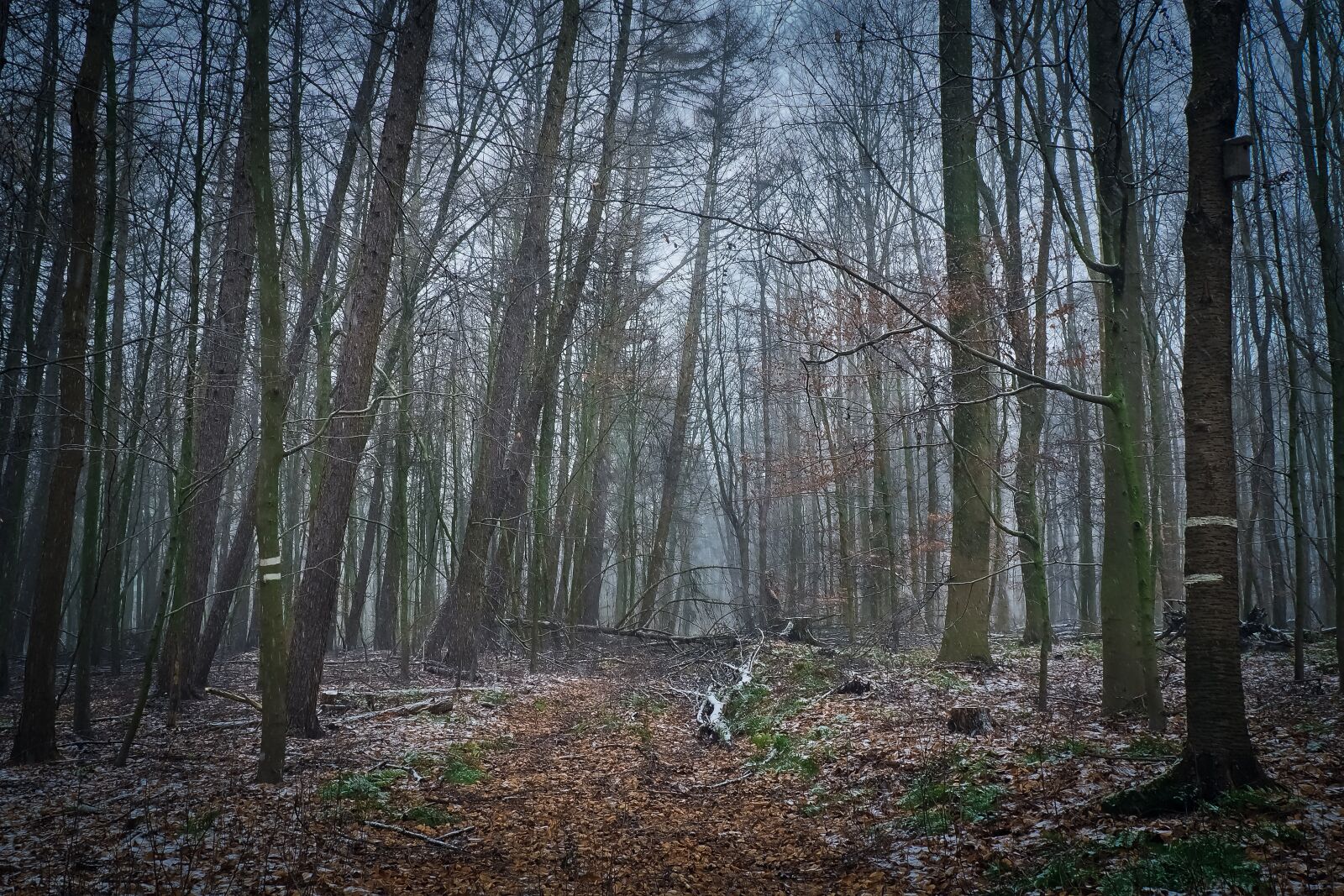 Olympus OM-D E-M10 sample photo. Forest, nature, landscape photography