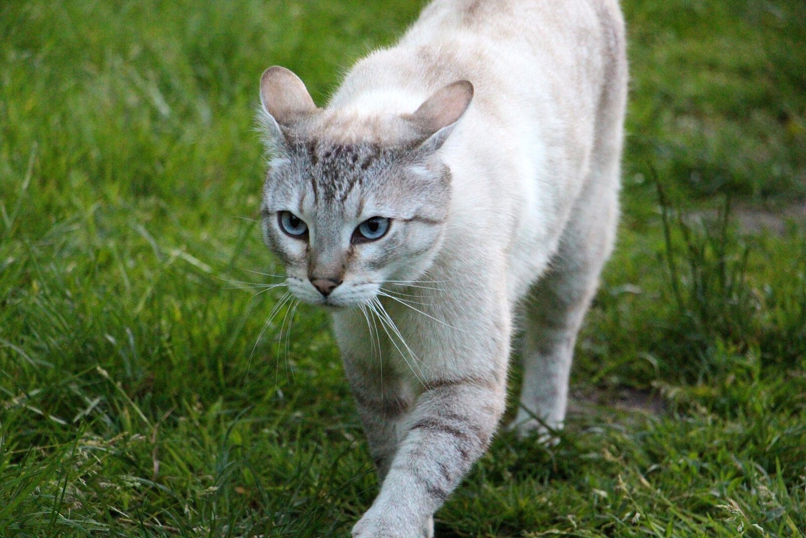 Canon EOS 700D (EOS Rebel T5i / EOS Kiss X7i) sample photo. Cat, lists, hunt photography