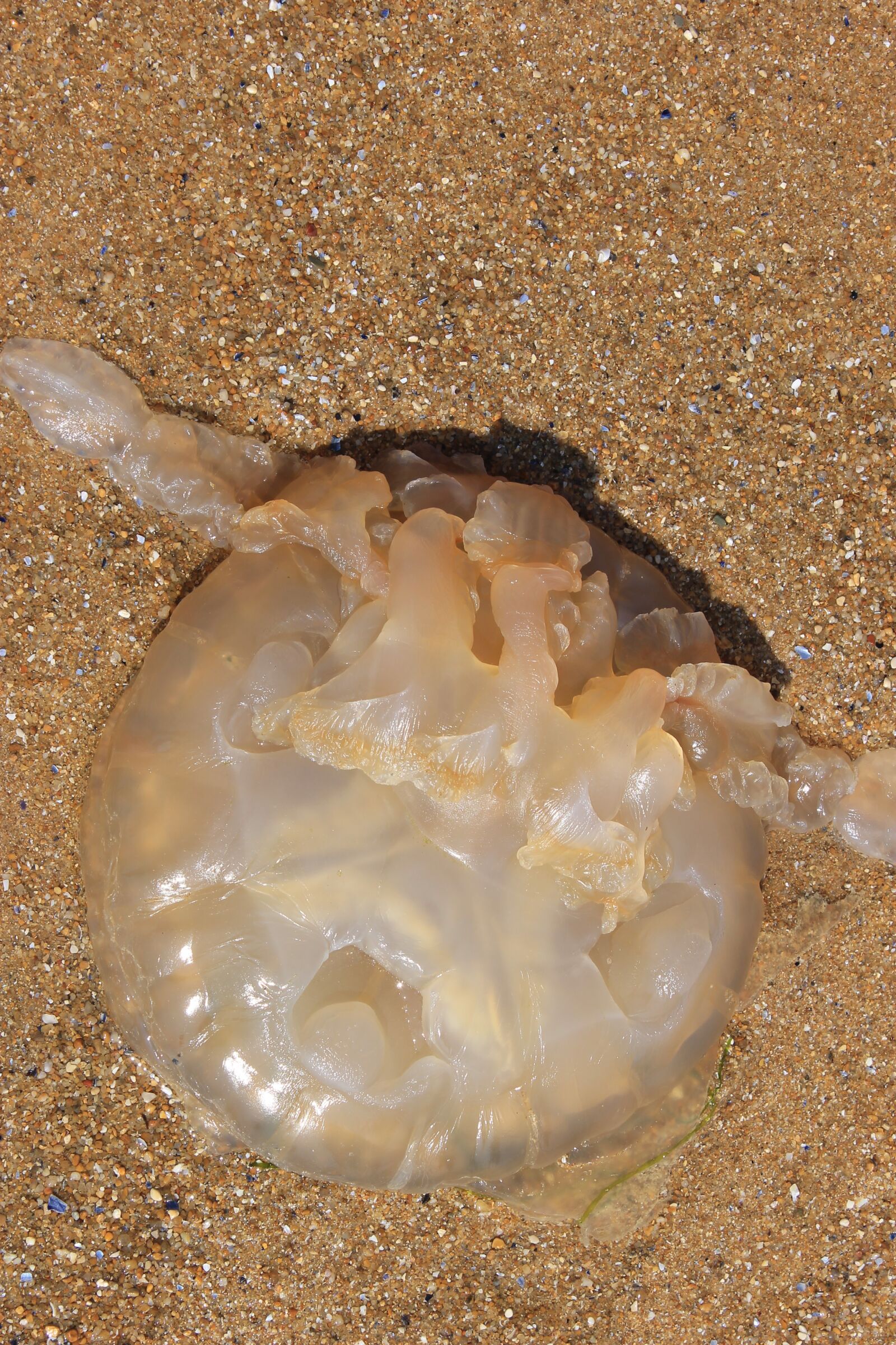 Canon EOS 1100D (EOS Rebel T3 / EOS Kiss X50) sample photo. Jellyfish, sea, ocean photography