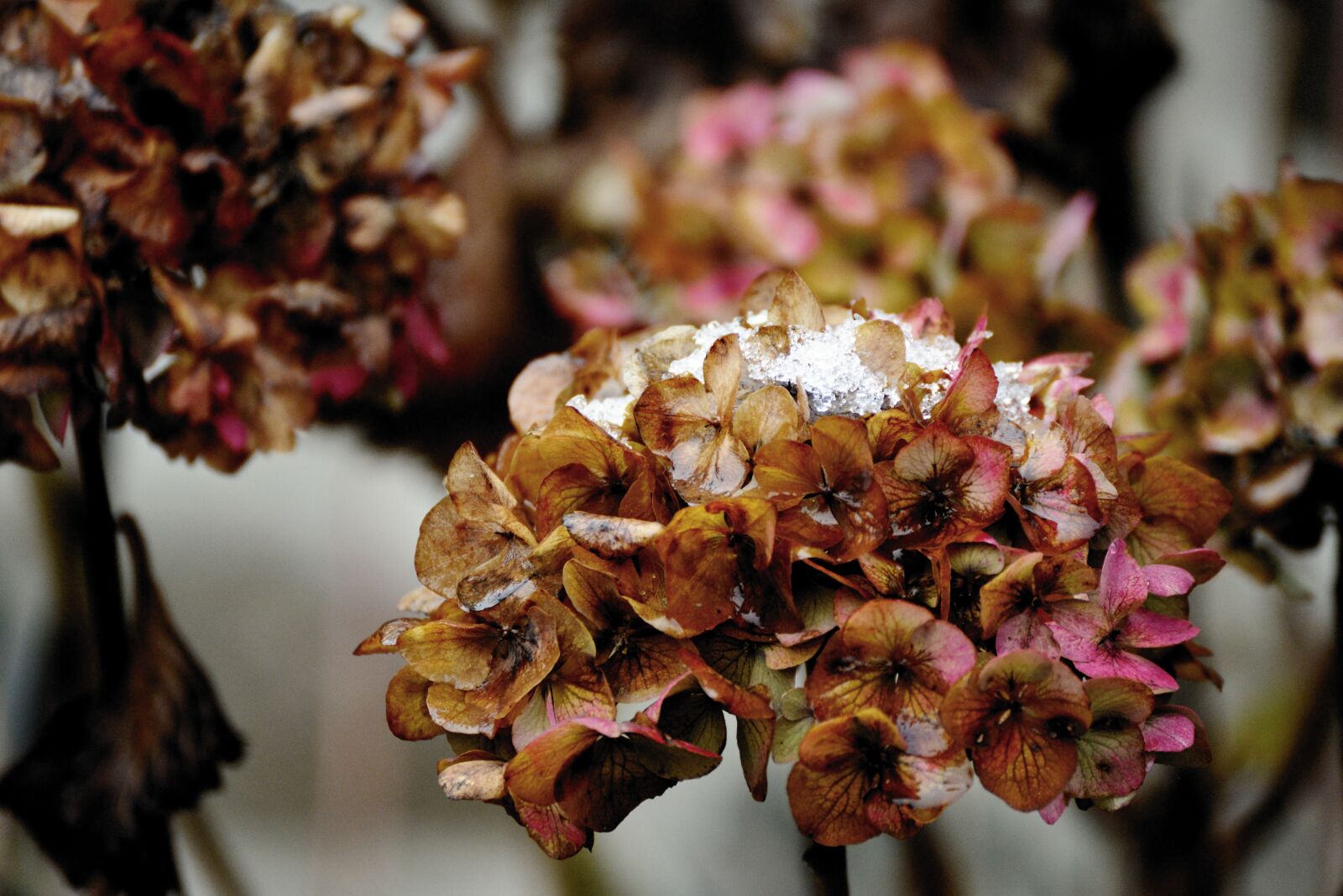 Nikon D610 sample photo. Hydrangeas, winter, faded photography