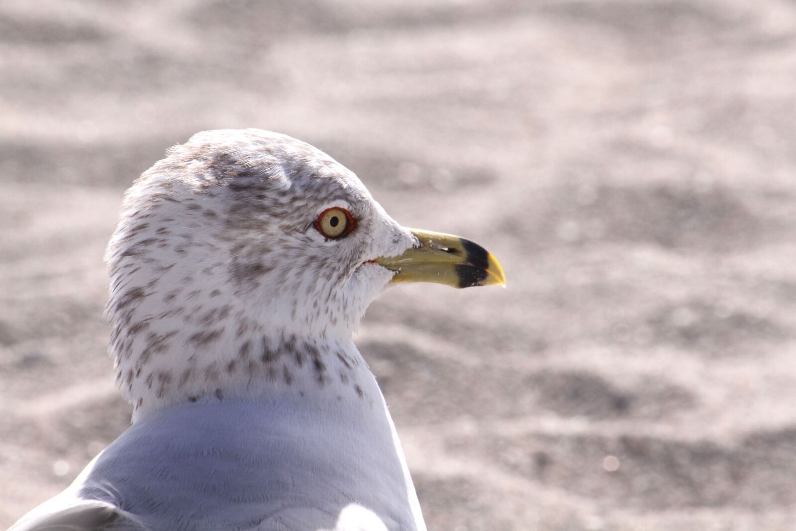 Canon EOS 7D sample photo. Seagull, head, beak photography