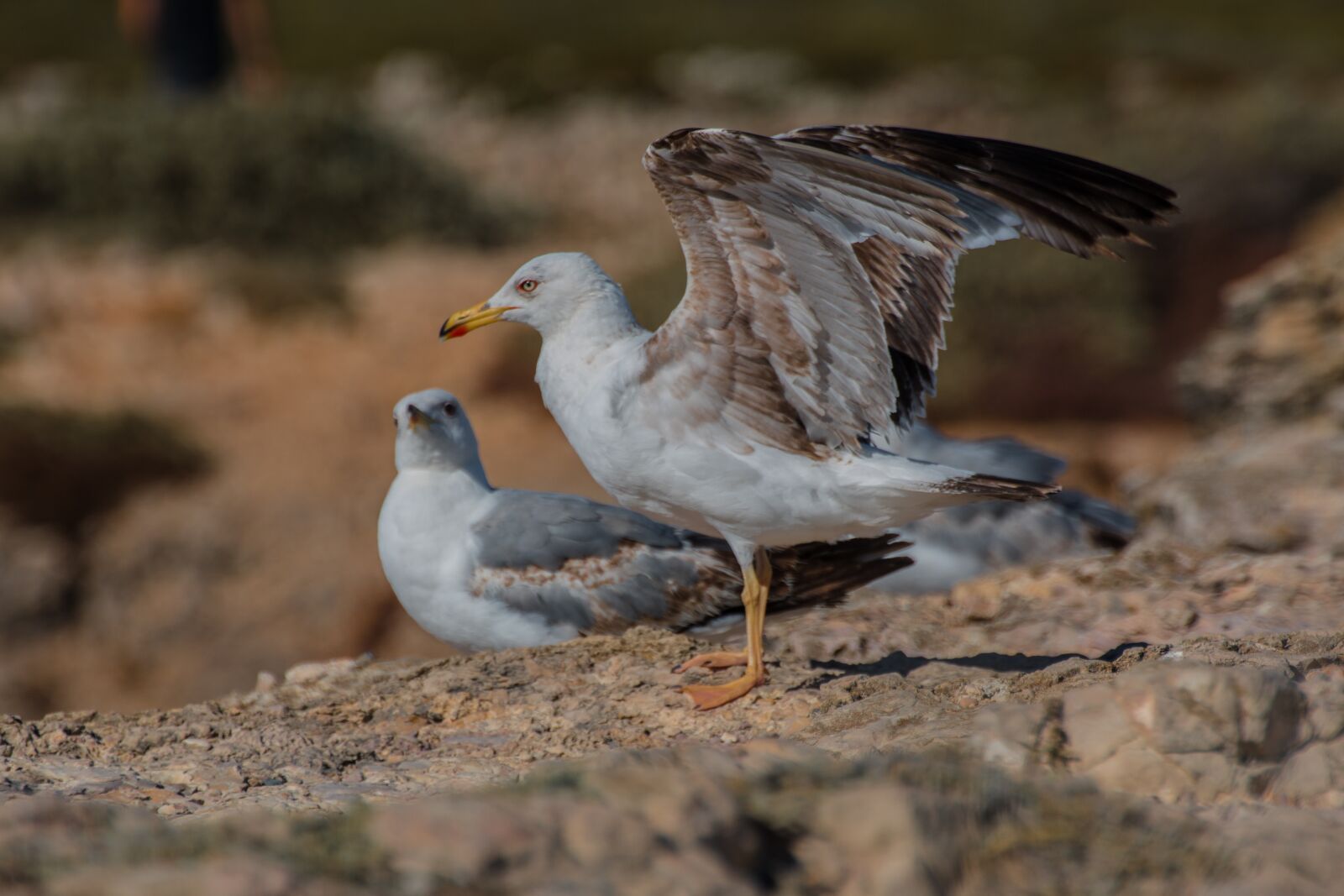 Canon EOS 70D sample photo. Gulls, rock, nature photography