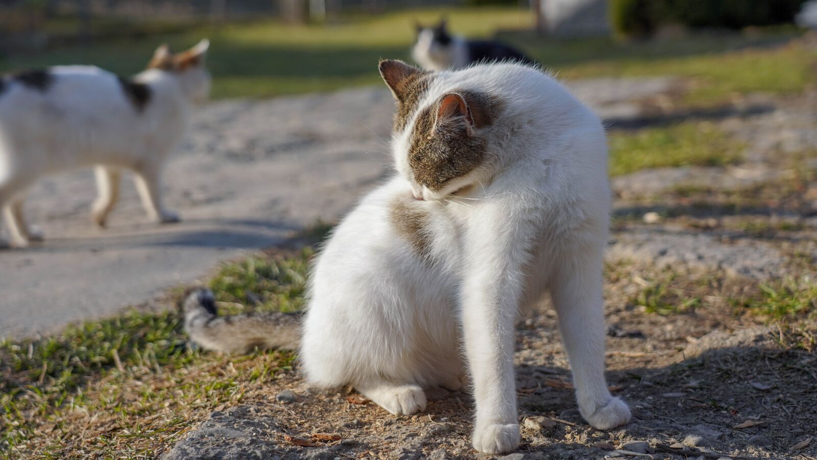 Sony FE 24-105mm F4 G OSS sample photo. Cat, animal, pet photography