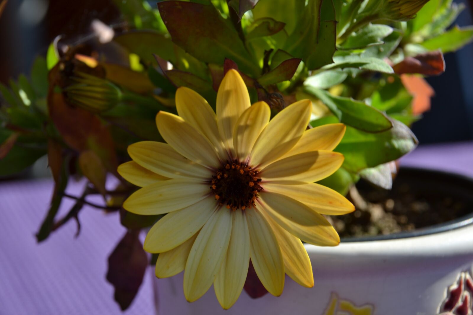 Nikon D3100 sample photo. Flower, close up, blossom photography