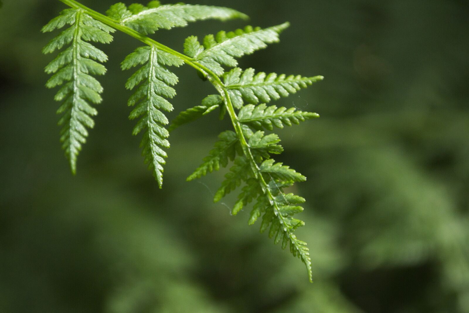 Nikon D3100 sample photo. Forest, path, magic photography