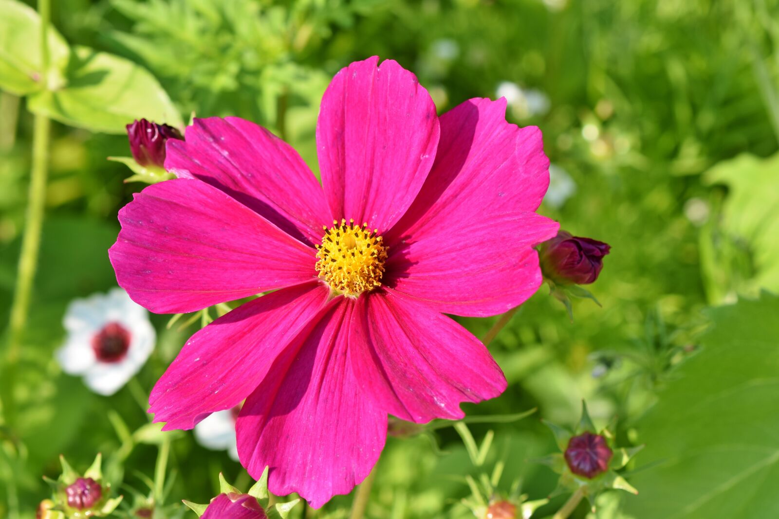Nikon D7200 sample photo. Cosmea, flower, cosmos photography