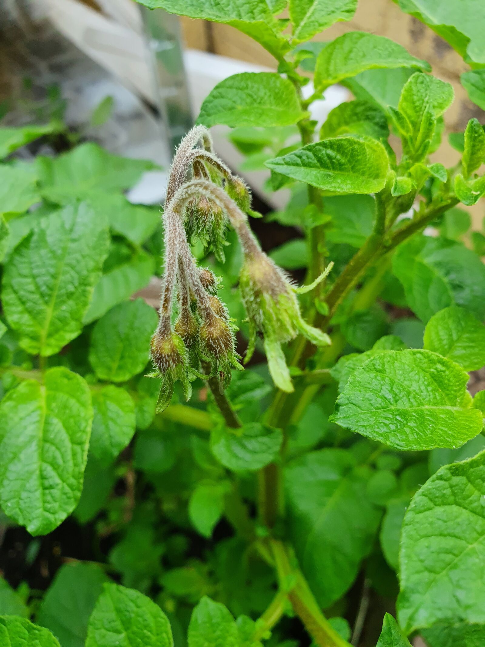Samsung Galaxy S10 sample photo. Potato, bloom, green photography