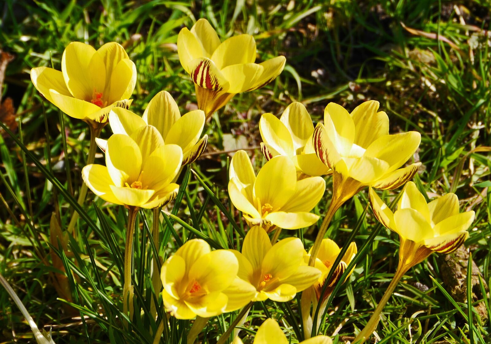 Panasonic Lumix DMC-GH3 sample photo. Crocus, breeding, botanical garden photography