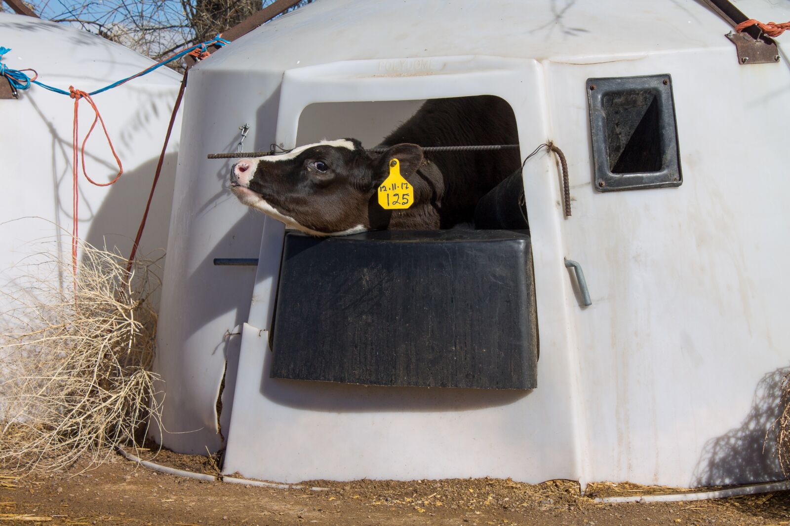 Canon EOS 1100D (EOS Rebel T3 / EOS Kiss X50) sample photo. Dairy, calf, animal rights photography