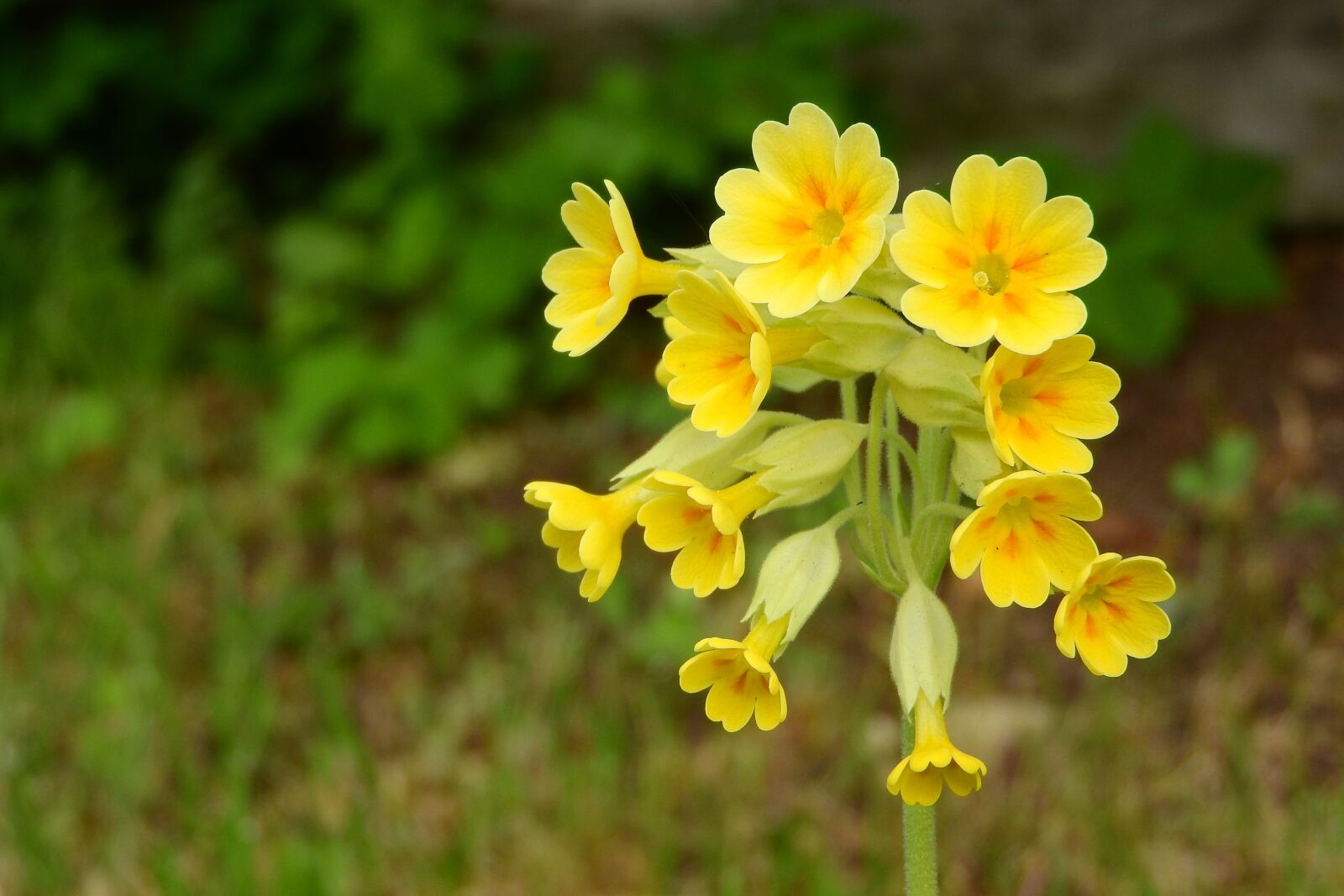 Nikon Coolpix P610 sample photo. Primrose, spring primrose, primula photography