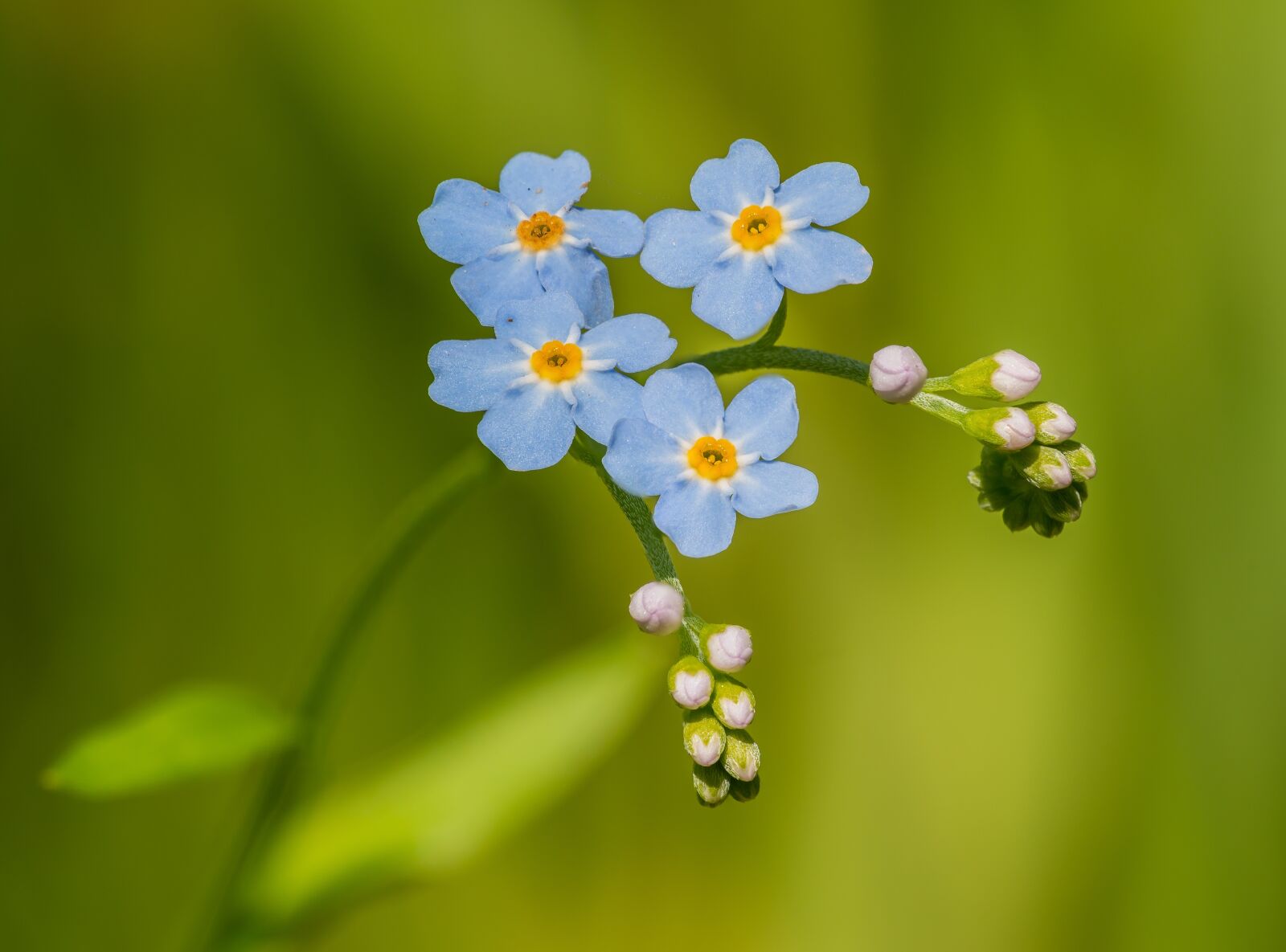 Nikon D800E sample photo. Forget-me-not, flower, flowers photography