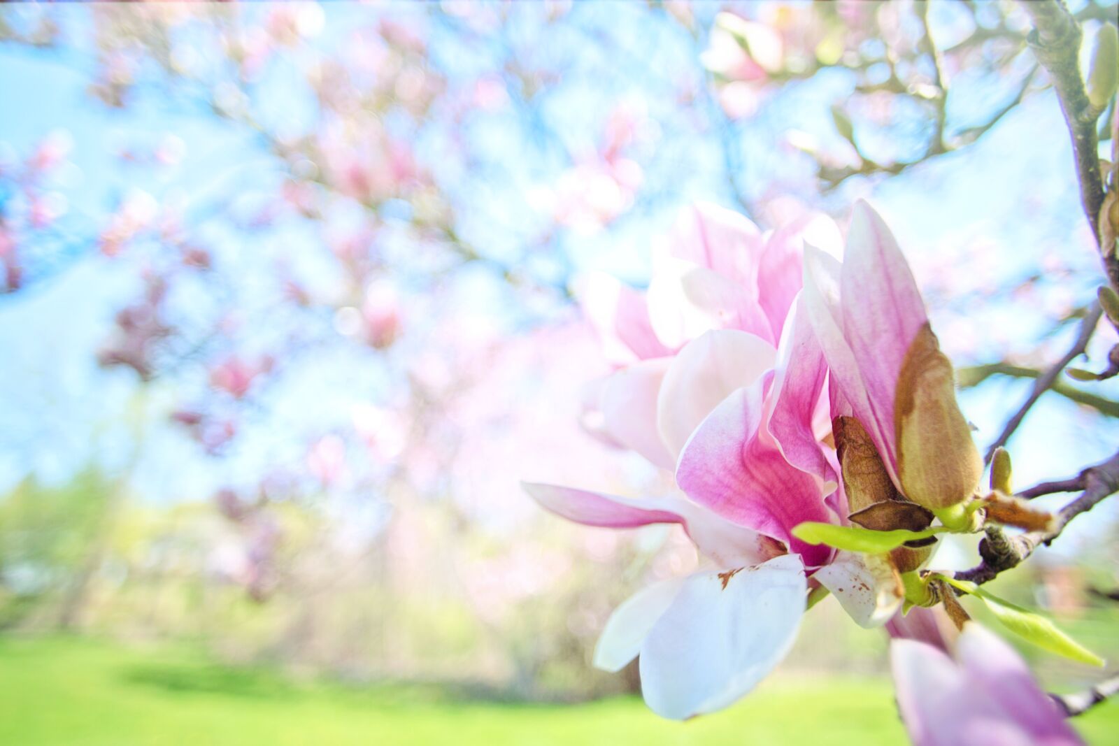 Canon EOS 5D Mark III + Canon EF 20mm F2.8 USM sample photo. Magnolias, pink, background photography