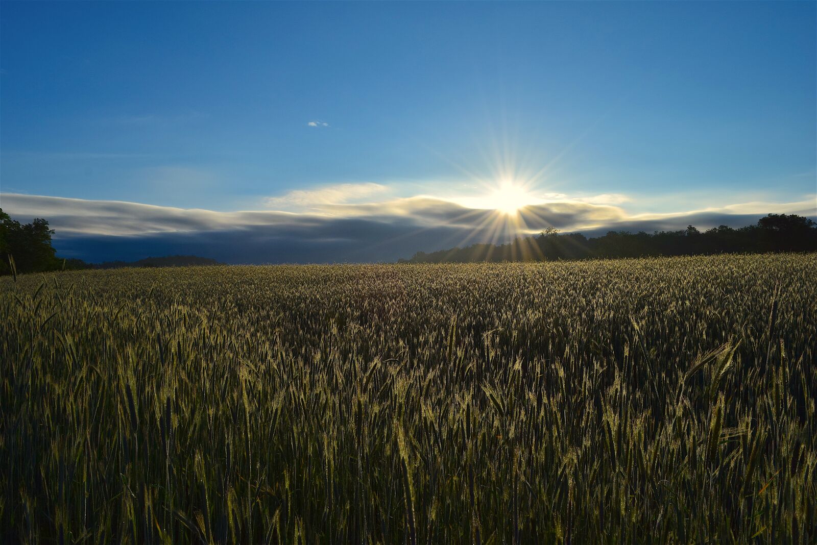 Nikon D3300 sample photo. Sunlight, sunrise, field photography