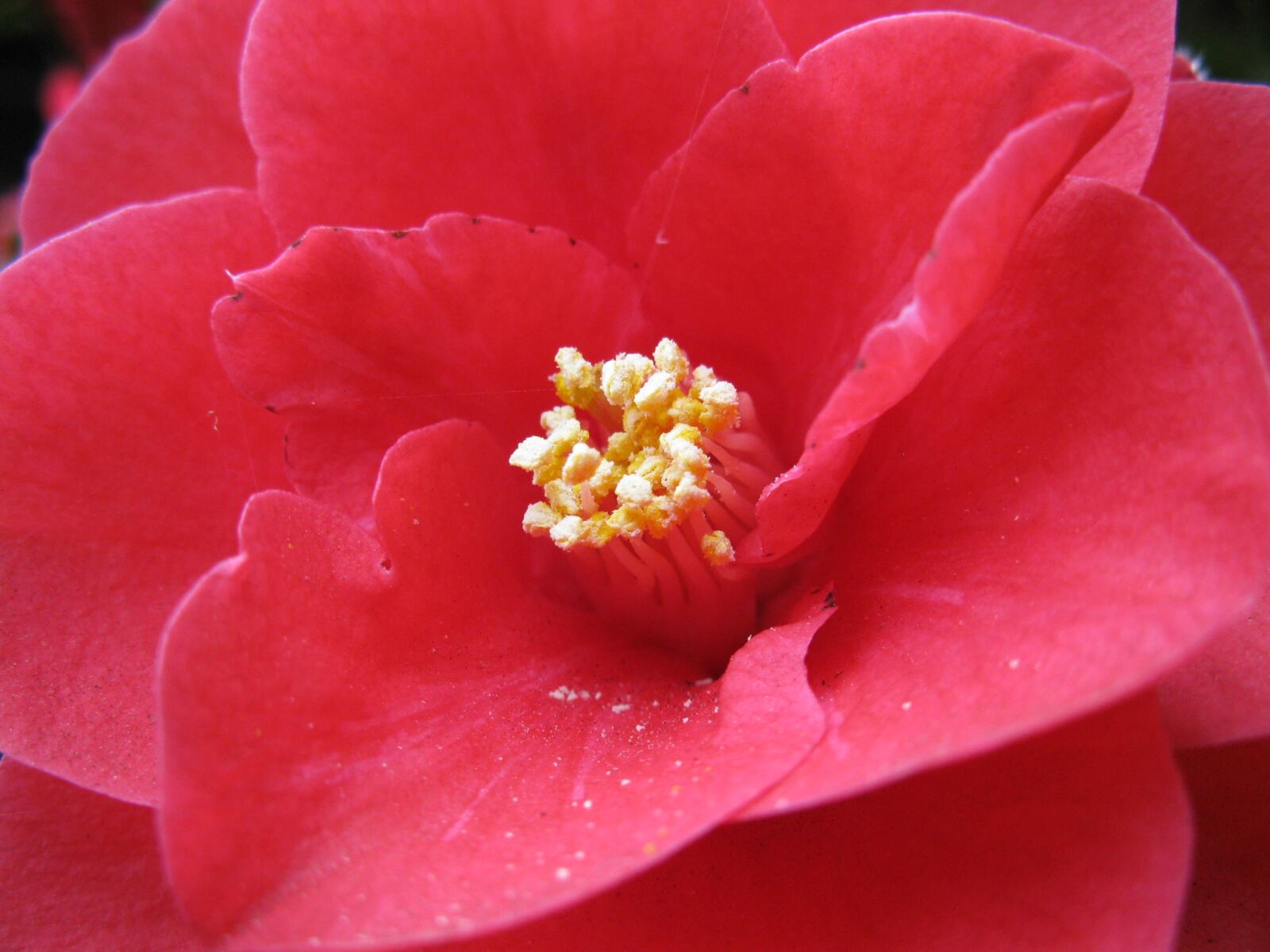 Canon PowerShot A2000 IS sample photo. Red flower, camellia, close photography