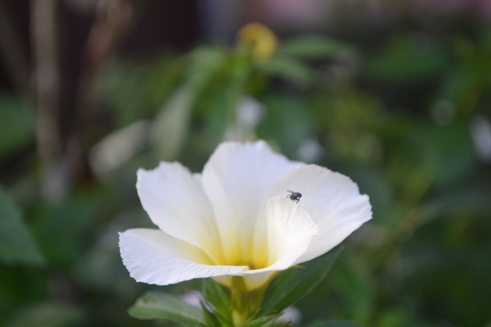 Nikon D3100 sample photo. Nature, flower, hd photography