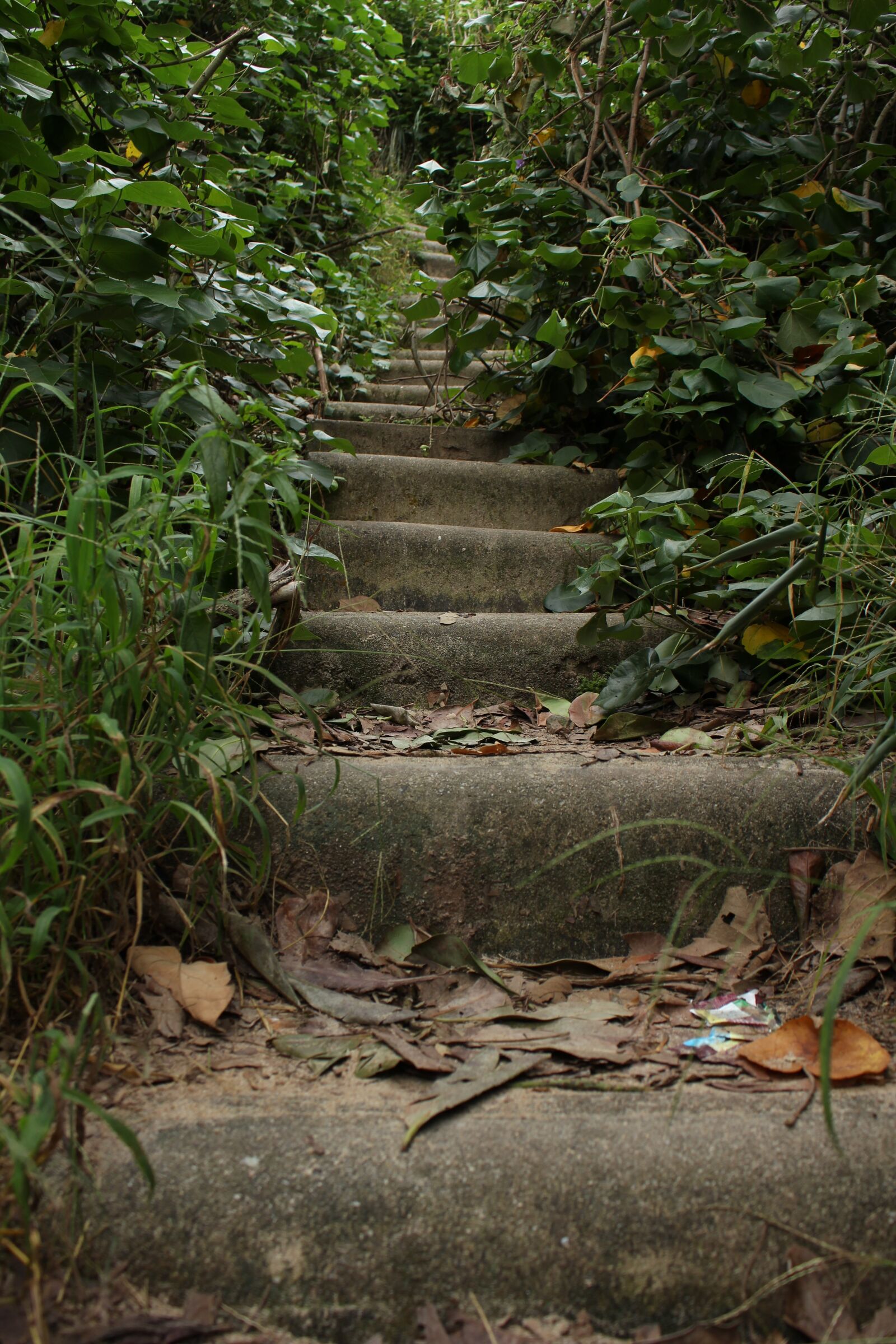 Canon EOS 700D (EOS Rebel T5i / EOS Kiss X7i) sample photo. Stairs, wild life, vegetation photography