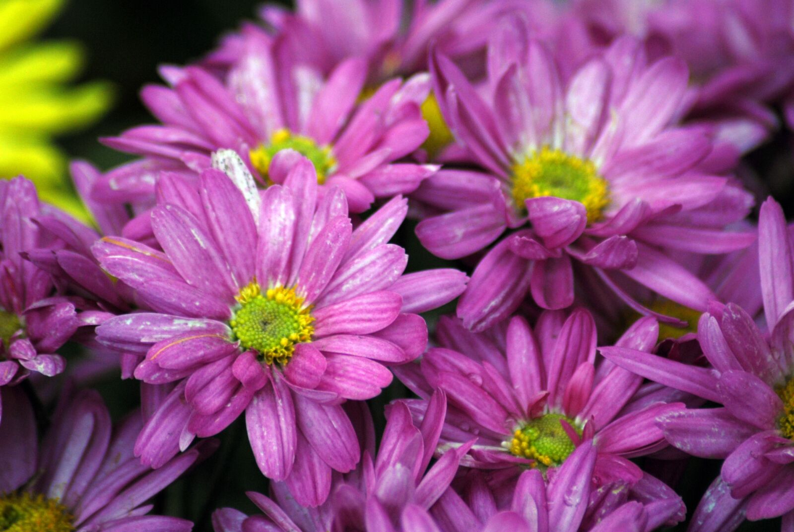 Nikon D200 sample photo. Flower, nature, flora photography