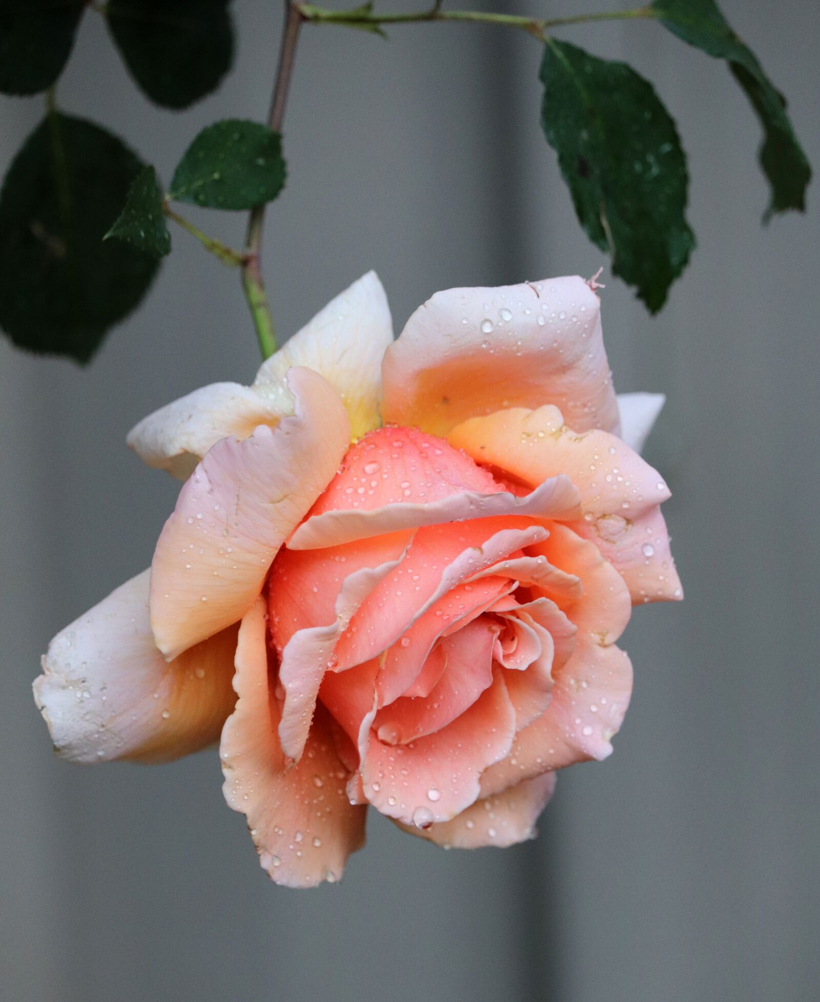 Canon EOS 800D (EOS Rebel T7i / EOS Kiss X9i) sample photo. Flower, rose, rain drops photography
