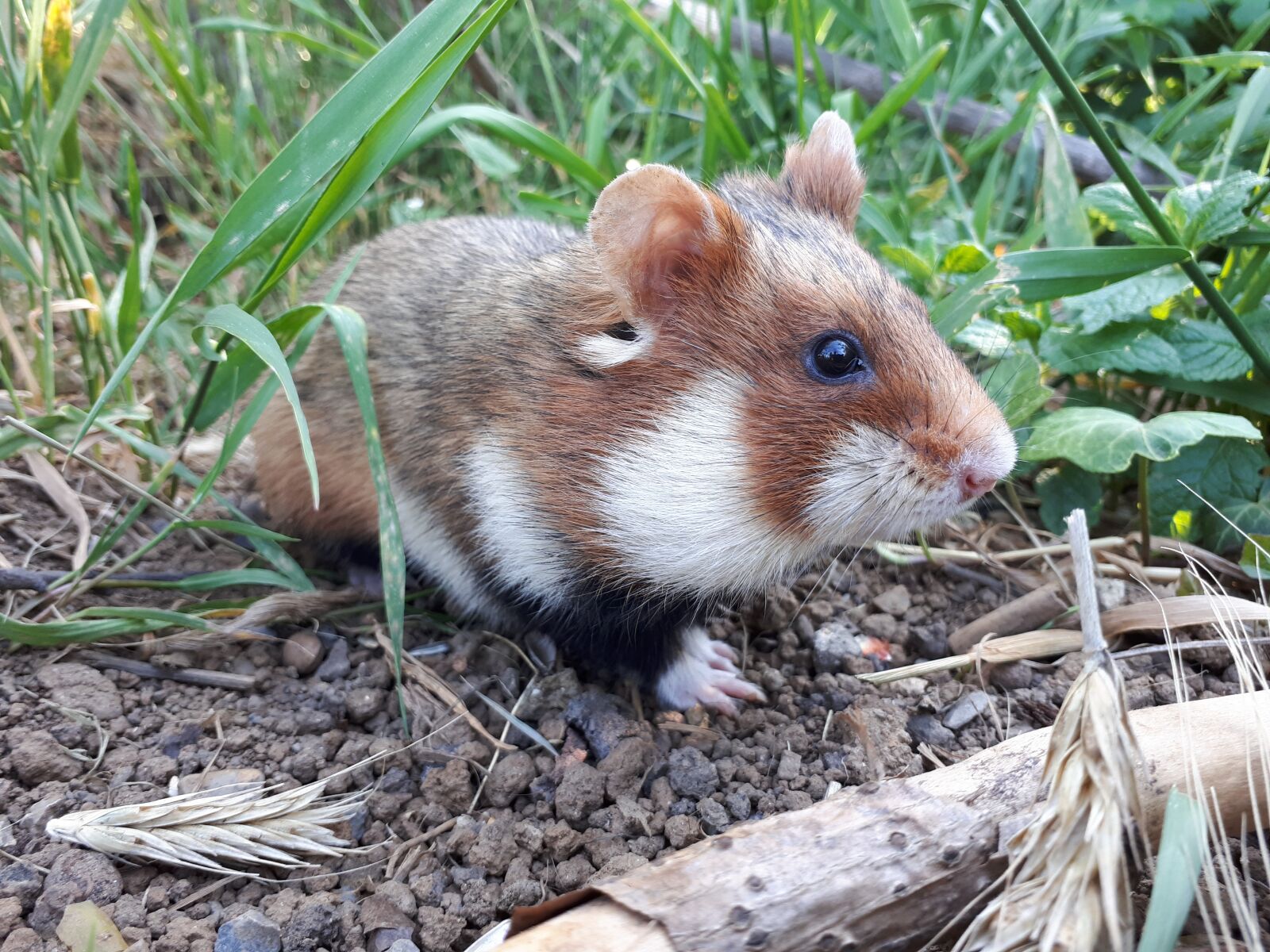 Samsung Galaxy A5(2017) sample photo. Hamster, animal photography