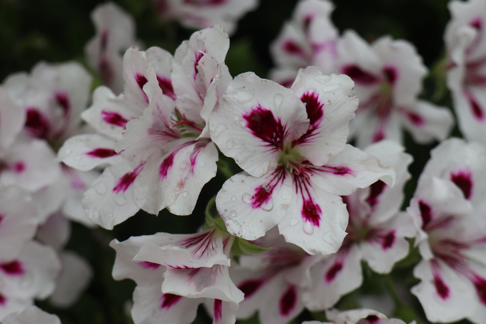 Canon EOS M6 sample photo. Flowers, garden, summer photography