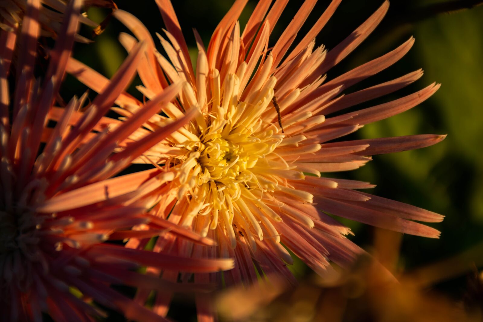 Nikon D7200 sample photo. Flowers, plants, bloom photography