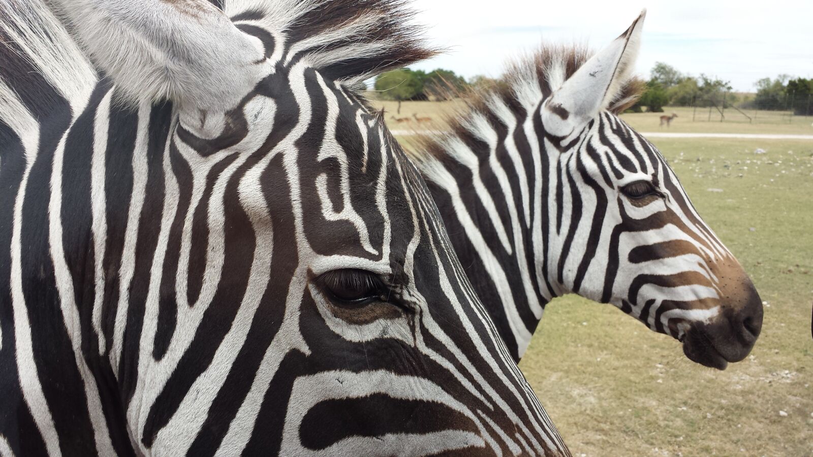Samsung Galaxy S4 sample photo. Animal, equine, mamal, nature photography