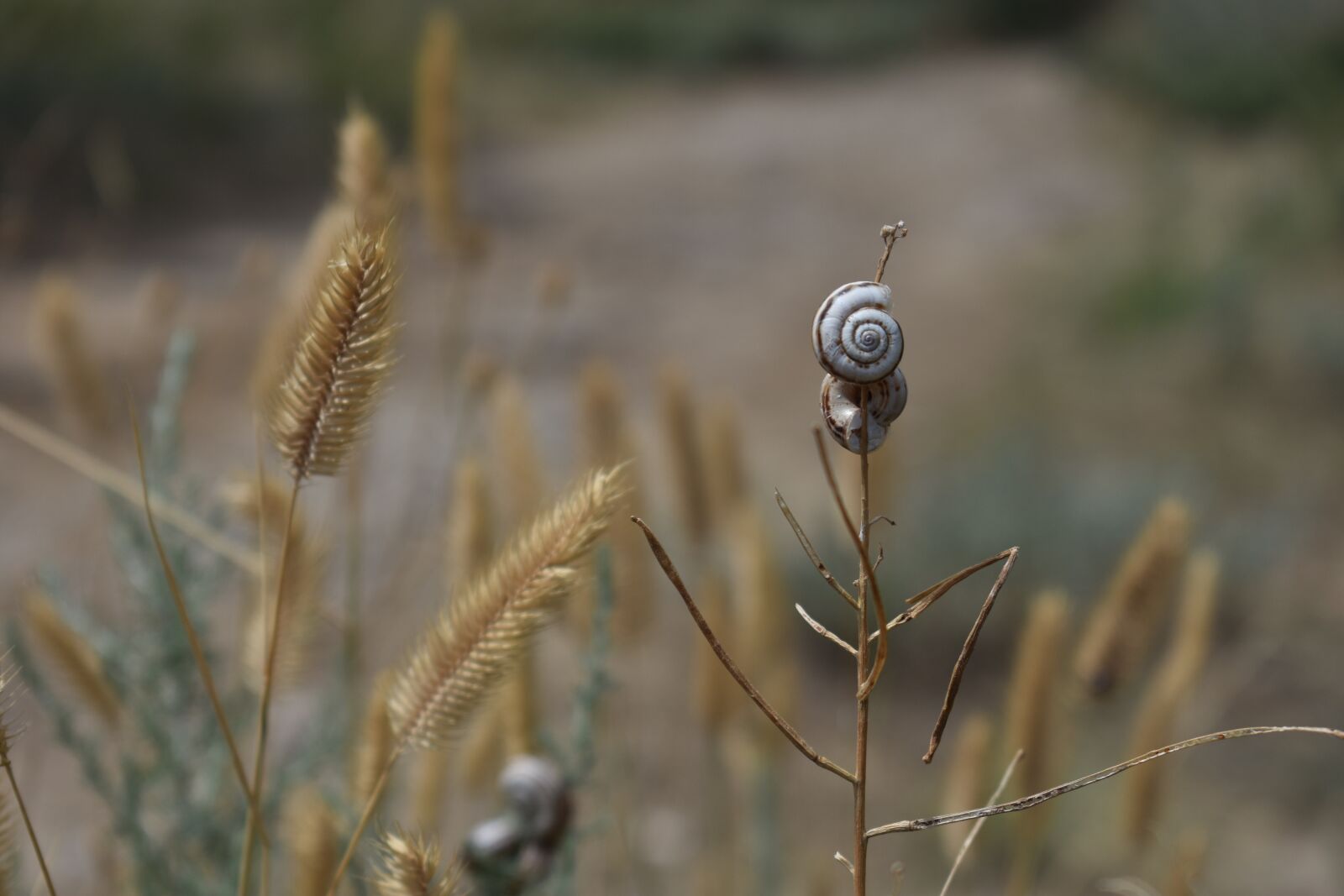 Nikon D3400 sample photo. Grass, dry, snail photography
