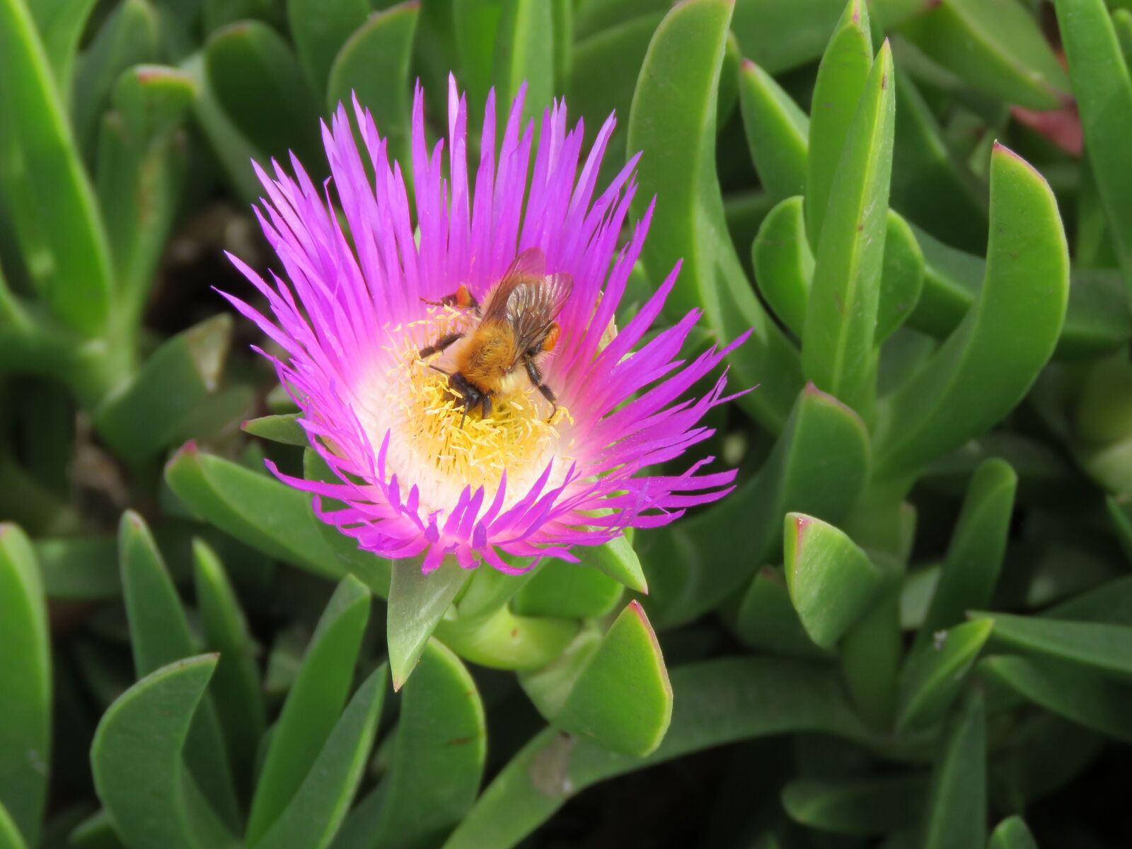 Canon PowerShot SX60 HS sample photo. Flower, bee, forage photography
