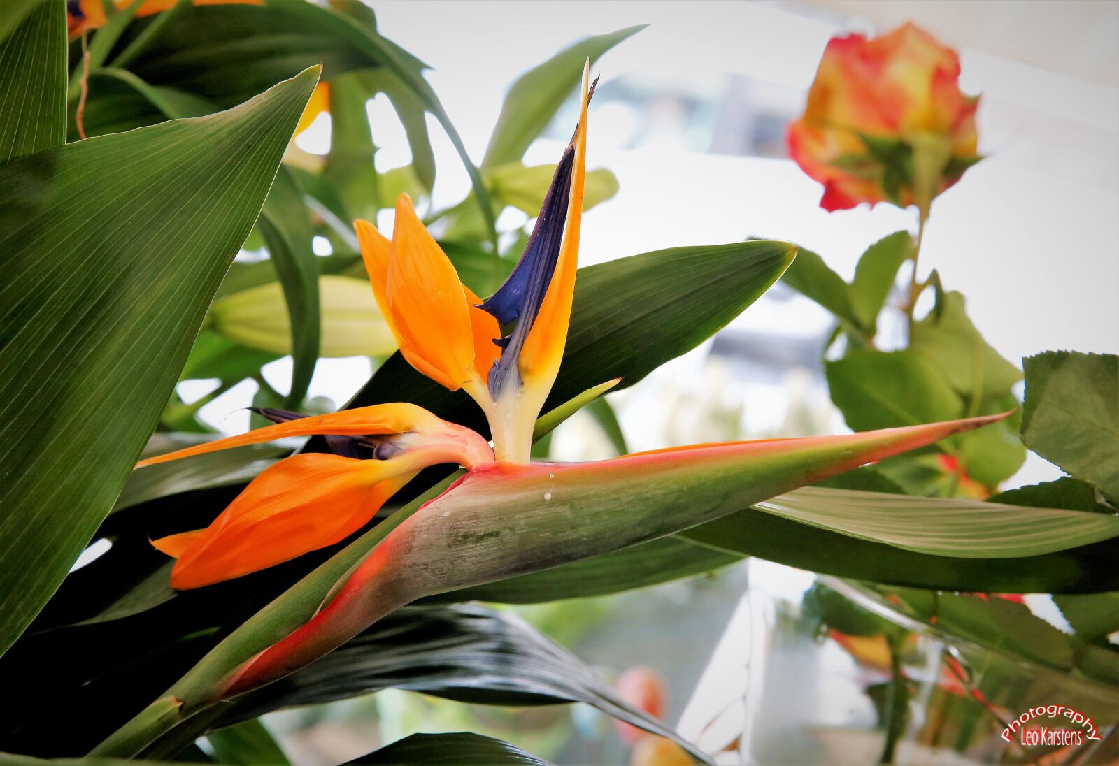 Canon EOS-1D X sample photo. Plant, garden, motive photography
