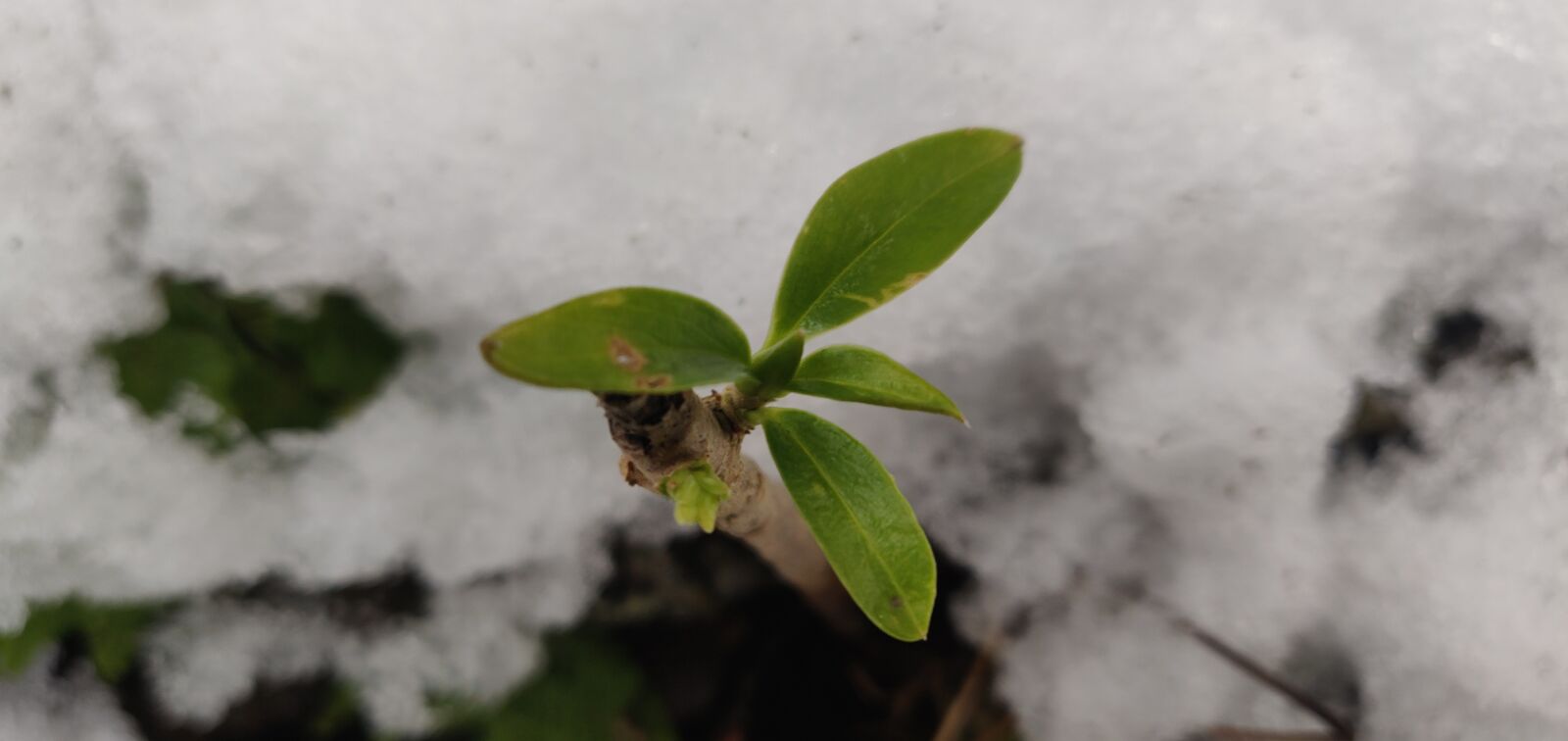 OnePlus A6000 sample photo. Flower, winter, nature photography