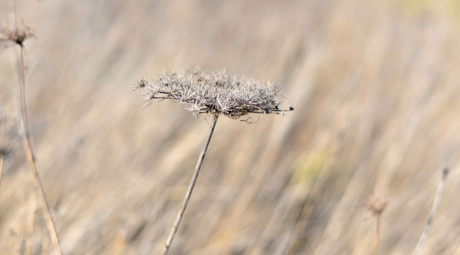 Nikon D610 sample photo. Yarrow, pointed flower, medicinal photography