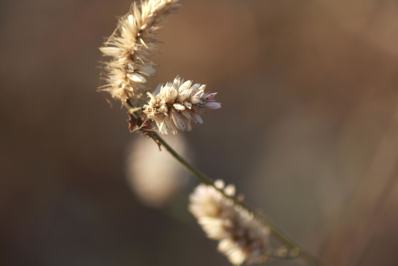 Canon EOS 600D (Rebel EOS T3i / EOS Kiss X5) sample photo. Shrub, bush, plant, leaf photography