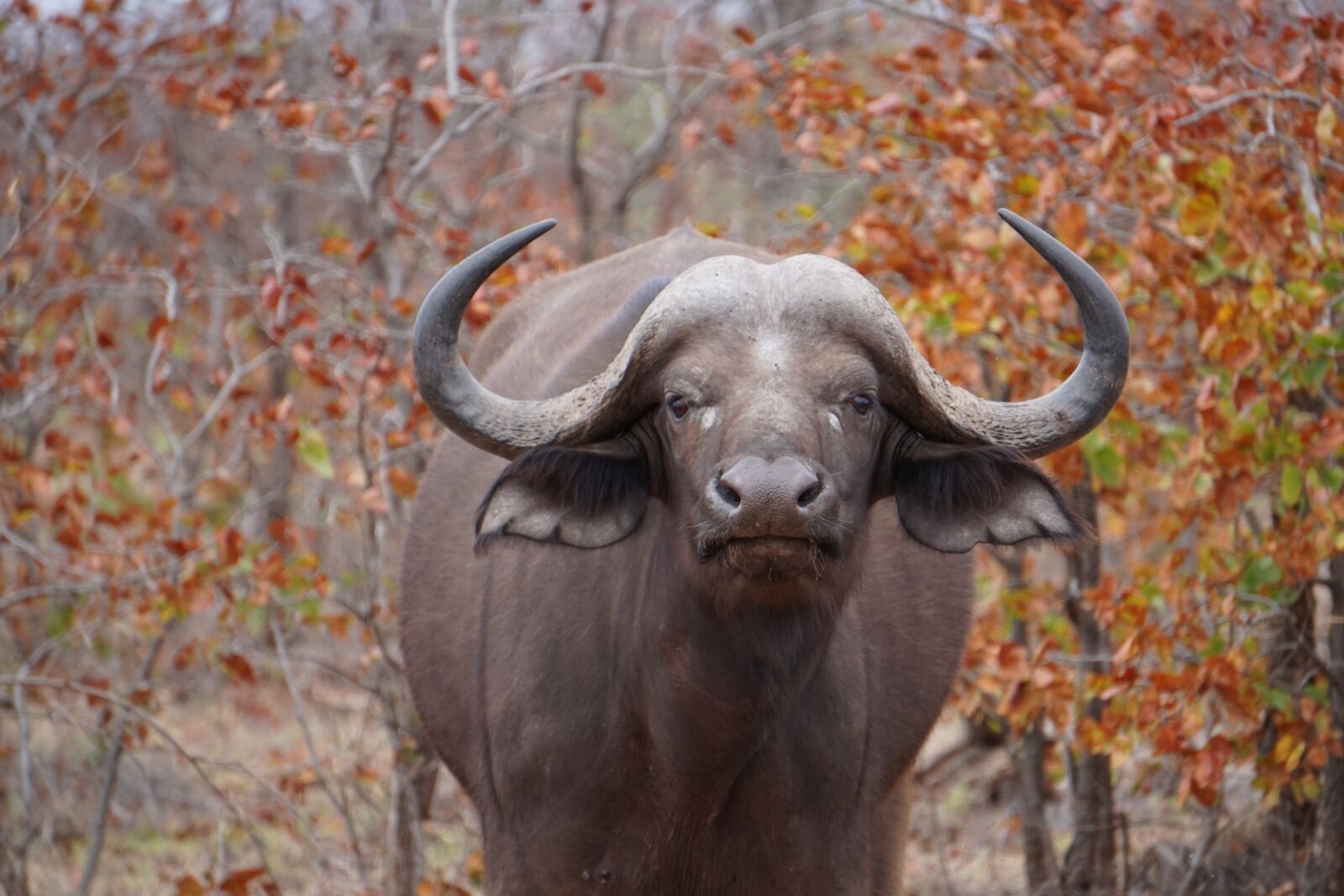 Sony E 55-210mm F4.5-6.3 OSS sample photo. Wildlife, south africa, africa photography