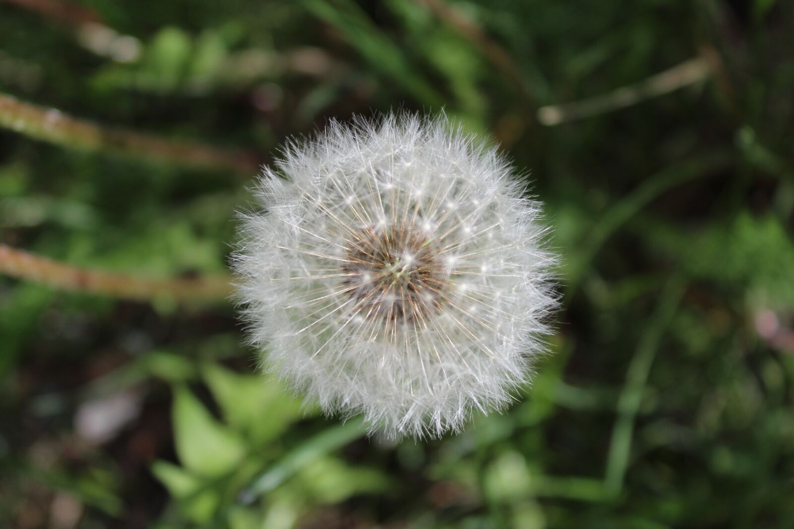 Canon EOS 1200D (EOS Rebel T5 / EOS Kiss X70 / EOS Hi) sample photo. White dandelion, meadow, summer photography