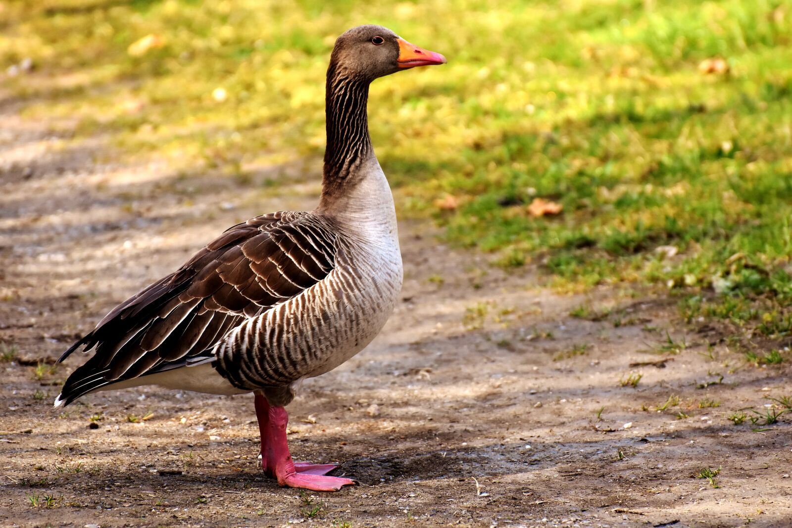 Nikon D7200 sample photo. Goose, water bird, poultry photography