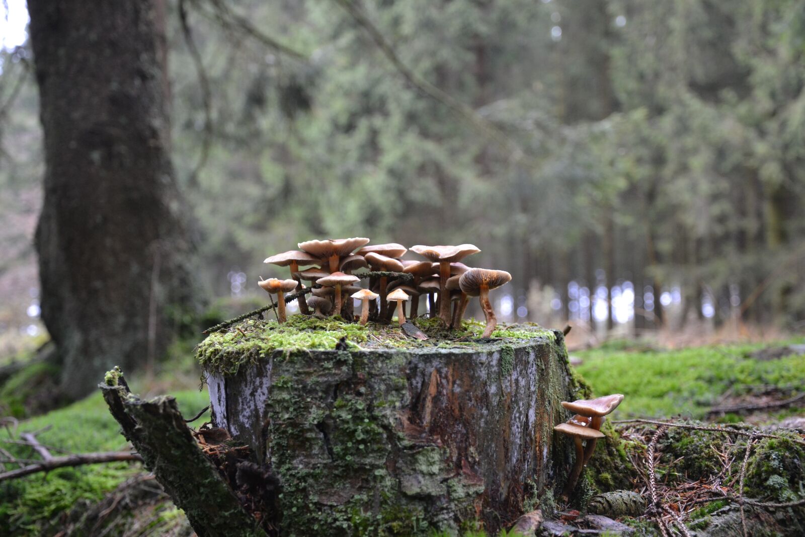 Nikon D3100 sample photo. Mushrooms, forest mushrooms, forest photography